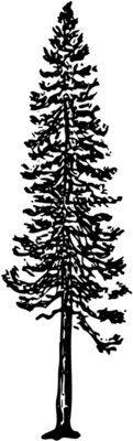 TREE0006